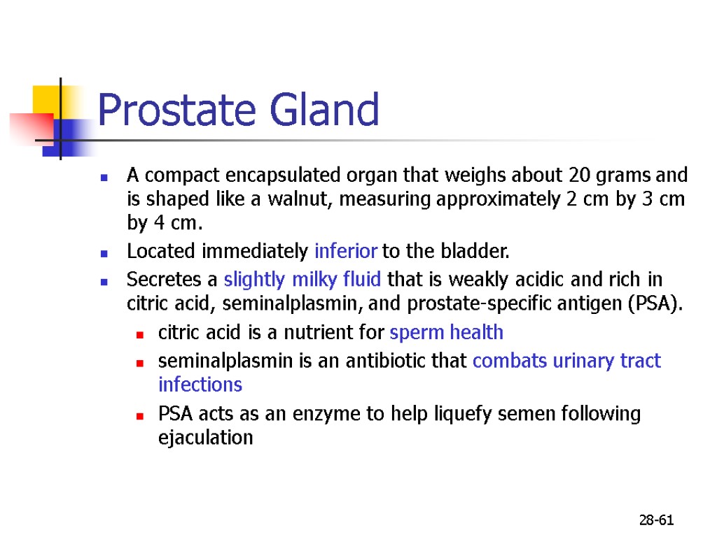 28-61 Prostate Gland A compact encapsulated organ that weighs about 20 grams and is